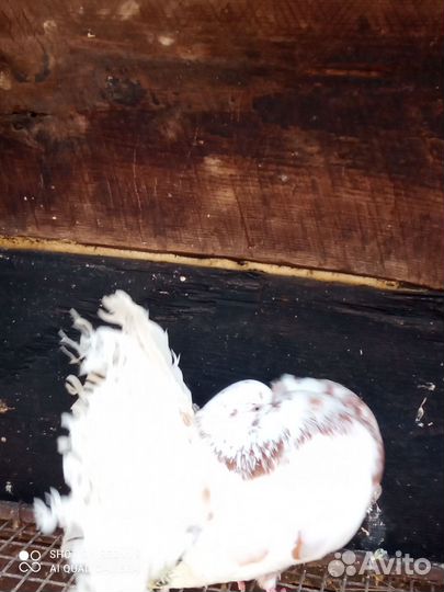 Голуби павлины