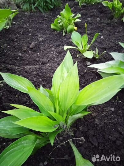 Хоста 7 сортов