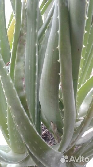 Алоэ лечебный