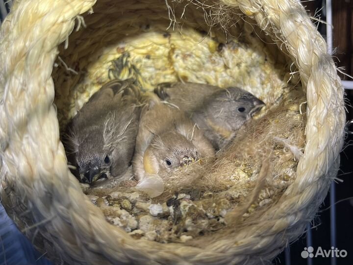 Зебровые амадины, птенцы