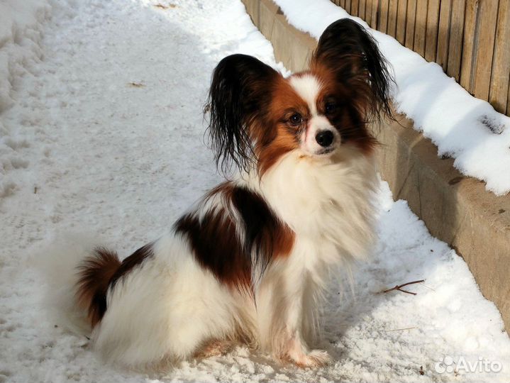 Папильон на вязку