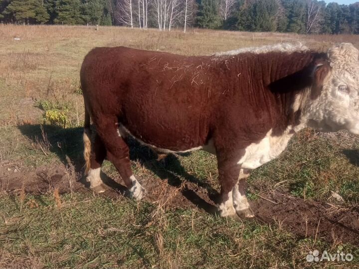 Продажа крс