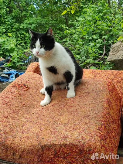 Тётя Мотя 1 год, стерилизована в добрые руки