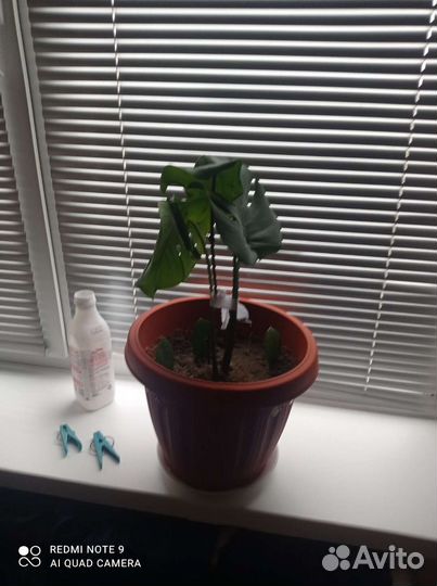 Толстянка монстр