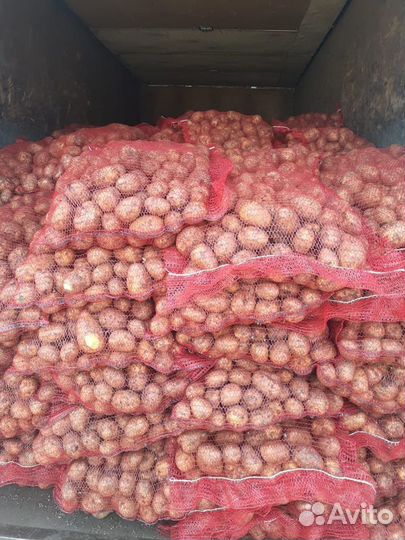 Продам картофель