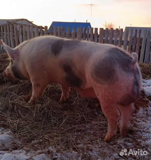 Семя хряка,искусственное осеменение свиней
