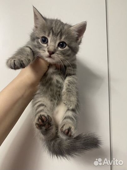 Котята