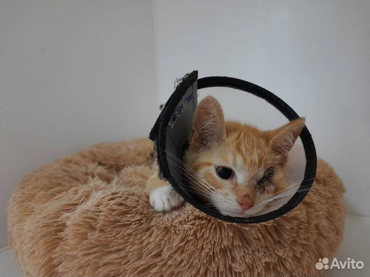 Золотой котенок