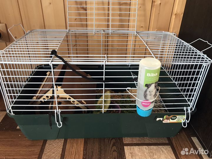 Морская свинка с клеткой 3000 тыс. руб