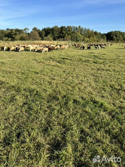 Бараны овцы