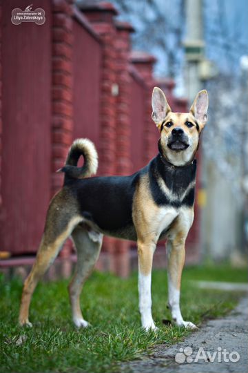 Франт ищет семью, собака в добрые руки