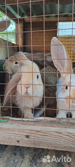 Продам кроликов