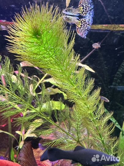 Рыбки и растения