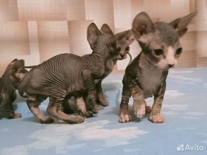 Котята Канадский сфинкс