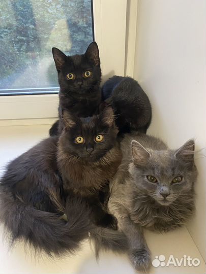 Британские котята