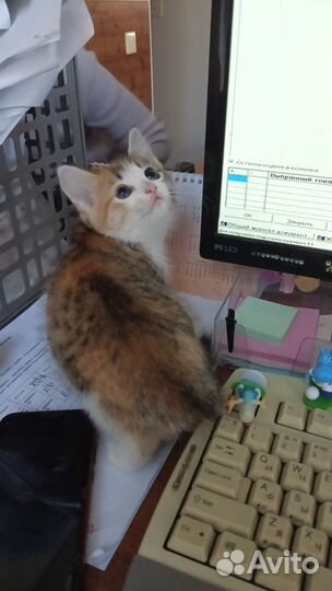 Отдам бесплатно