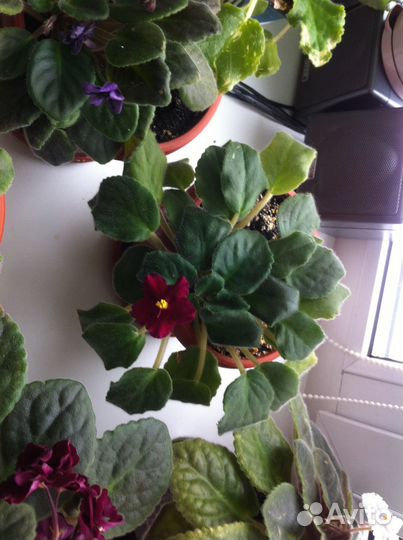 Комнатные цветы фиалки