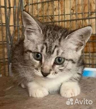 Котёнок Глашенька