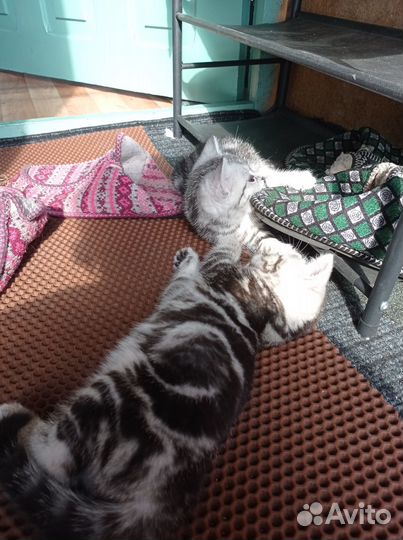 Девочки-шотландки