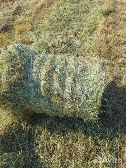 Сено разнотравье