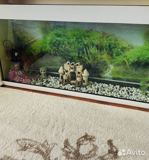 Аквариума