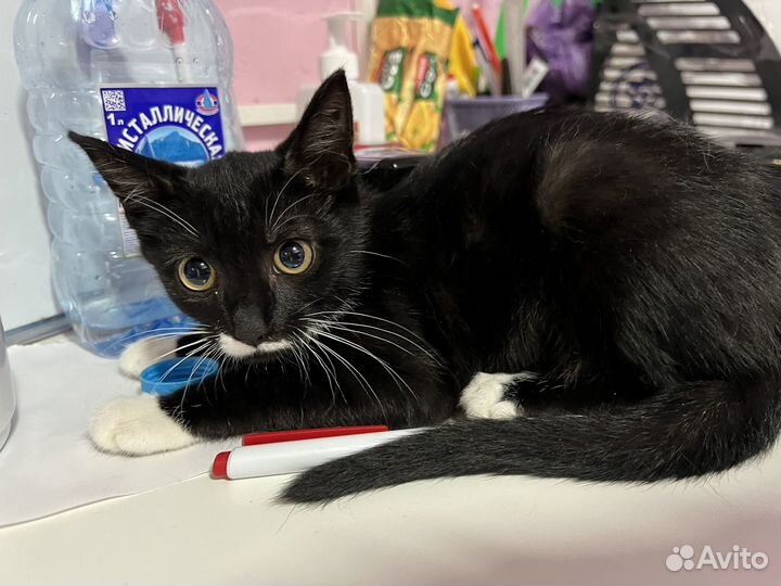 Котенок Феликс Сигизмундович в добрые руки дар