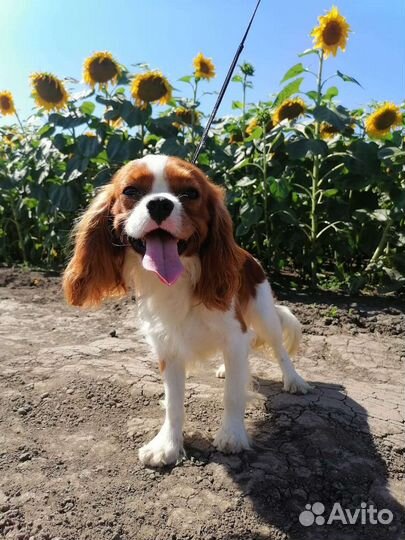 Вязка Кавалер Кинг Чарльз Спаниель