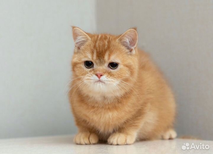 Шотландский кот Василис