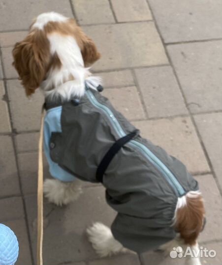 Дождевик комбинезон для собак Тузик
