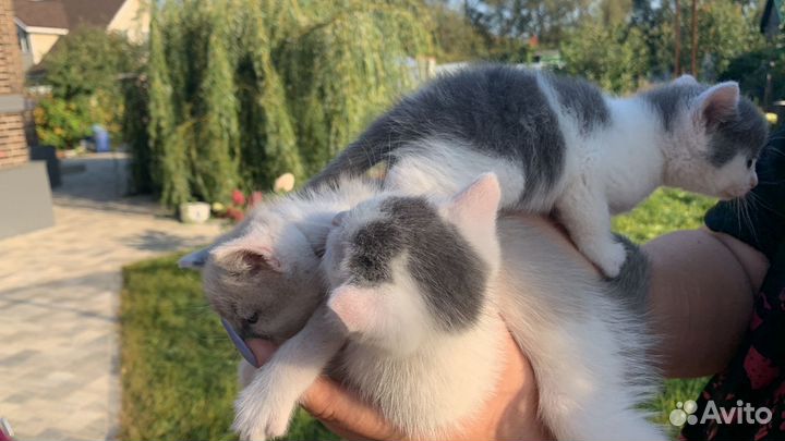 Милые котята