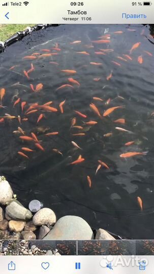 Комета для пруда