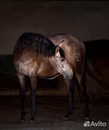 Элитные.Шайр.Ахалтек.Андалуз.Араб ворон.английская