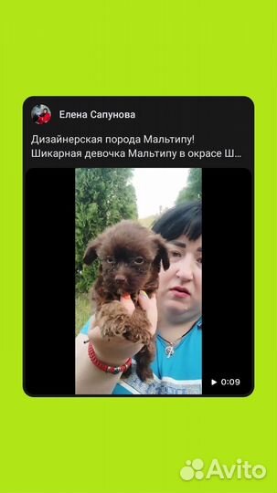 Мальтипу щенки мини до 3 кг