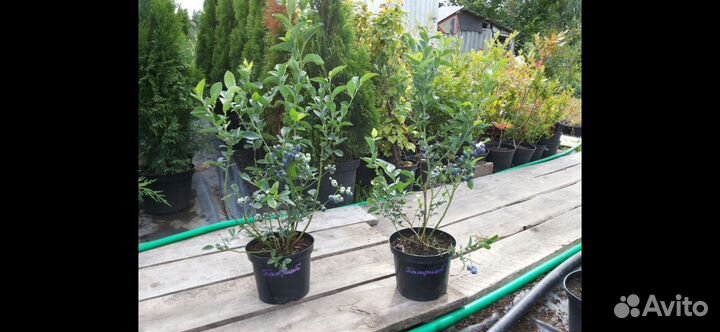 Голубика 2 х летка