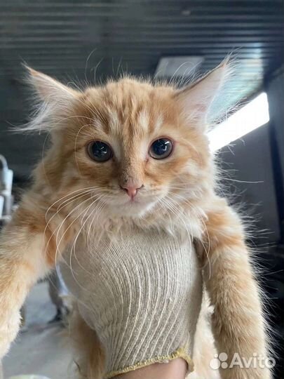 Котятки в семью