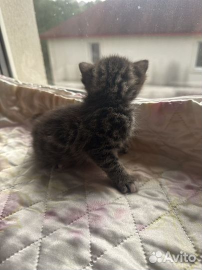 Котята от британки бесплатно