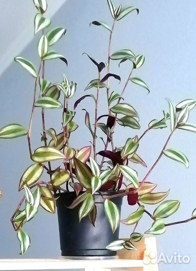 Зебрина, плектрантус, паперомия