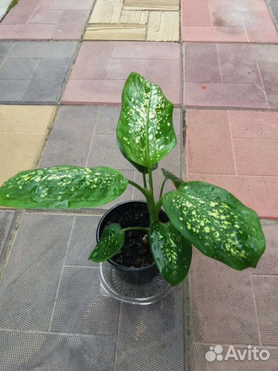 Диффенбахия