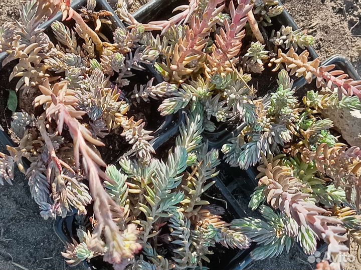 Очитки, Молодило