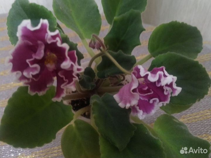 Сортовые фиалки