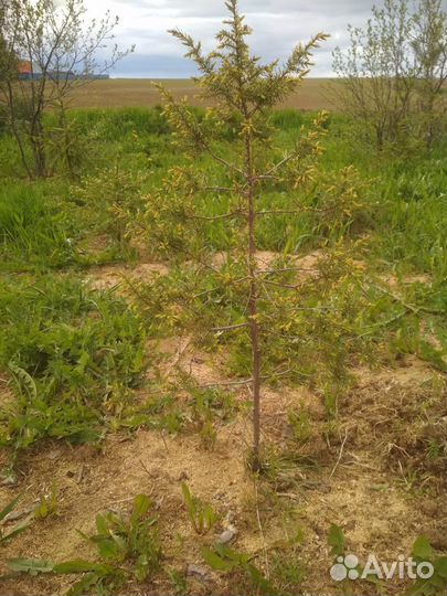 Ель обыкновенная