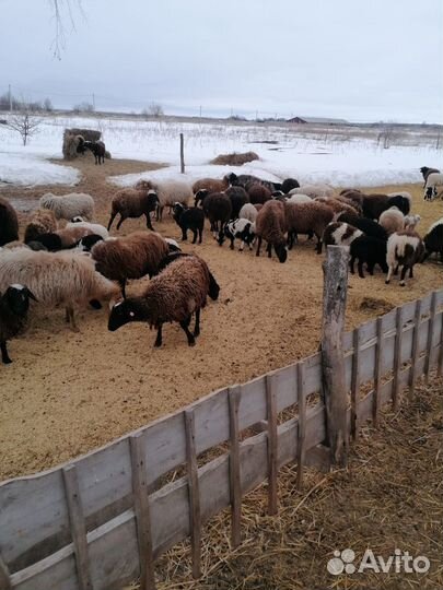 Овцы бараны