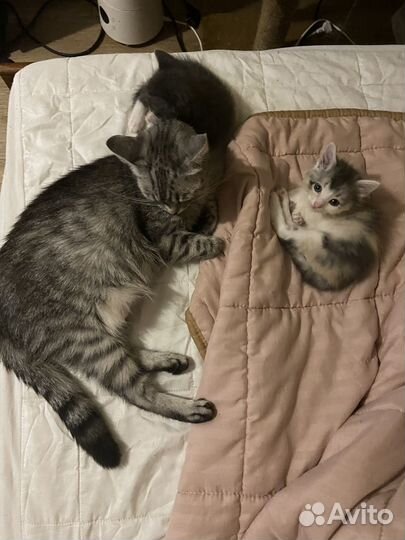 Котенок девочка бесплатно