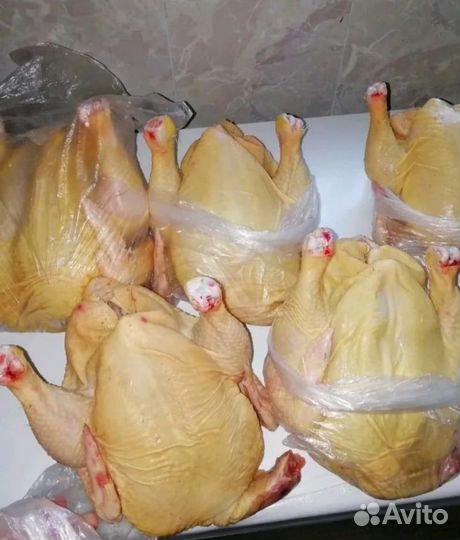 Мясо домашней курицы бройлера