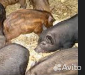 Козлята на развод. Поросята-кармалы