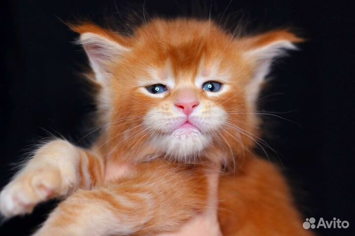 Мейн-кун шикарный котенок Яркое солнышко,питомник