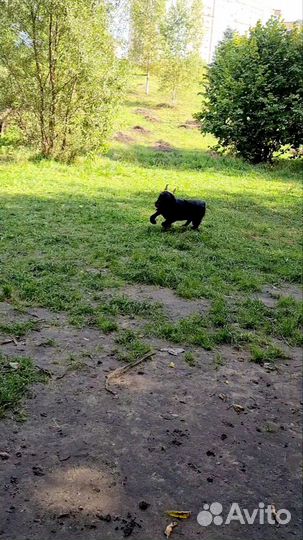 Передержка собак в частном доме