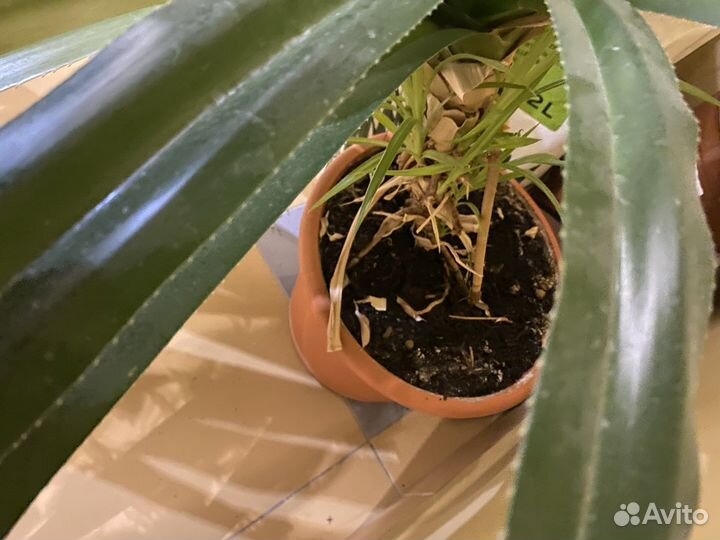 Пальма панданус (пандан) для озеления дома и офиса