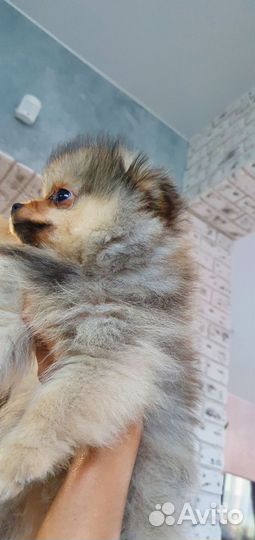 Щенок шпица мальчик