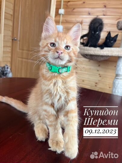 Мейн-кун котята питомник Шереми